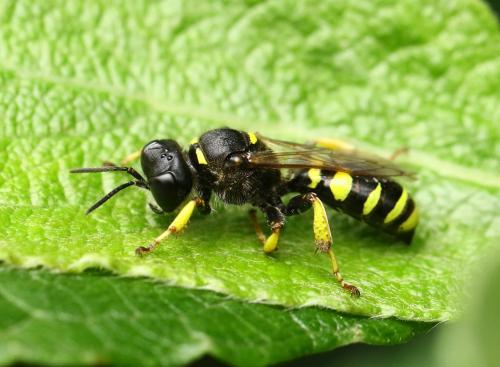 Crabro cribrarius